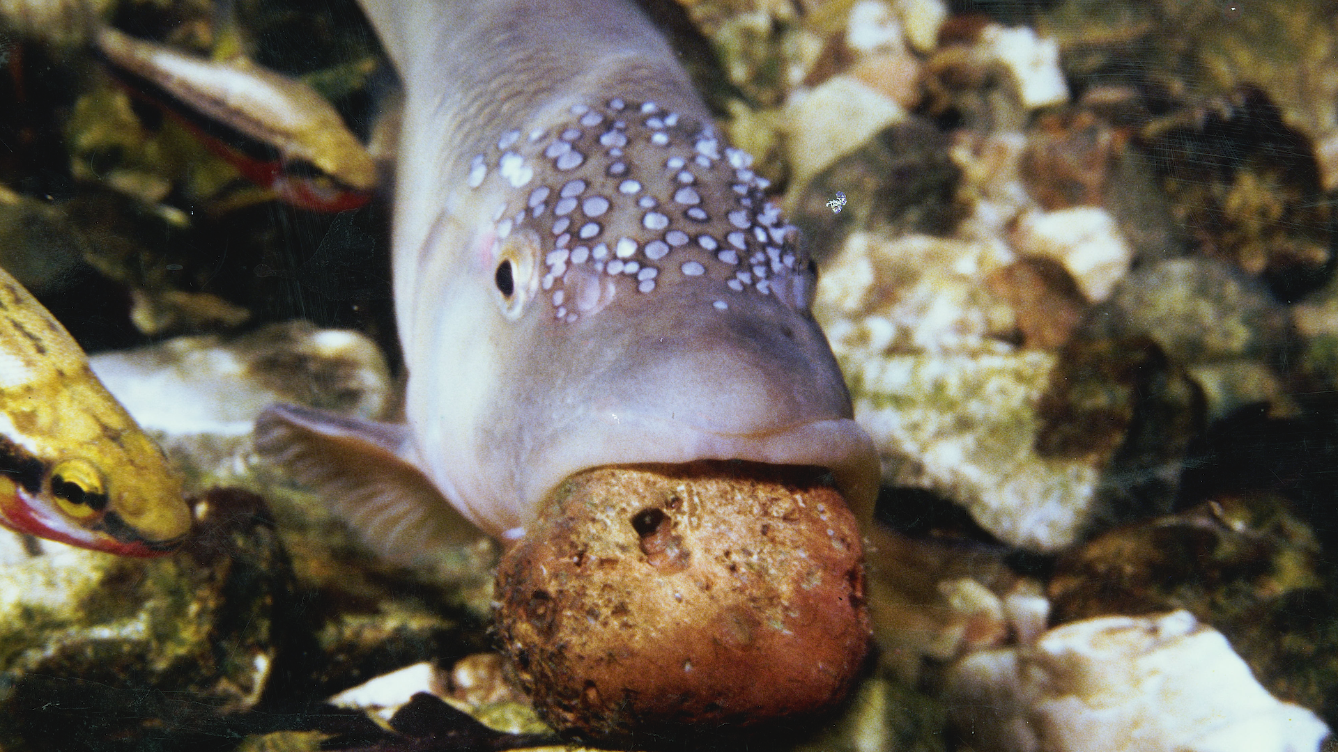 Hornyhead Chub with pebble