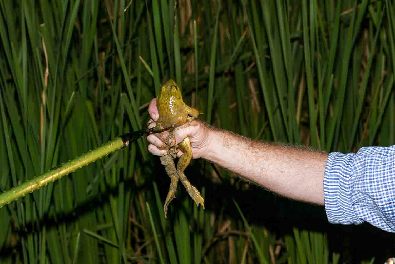 Frog Gigging