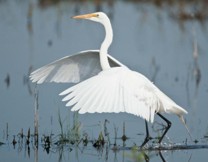 Great egret