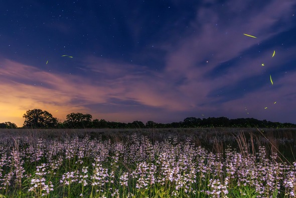  fireflies over a field