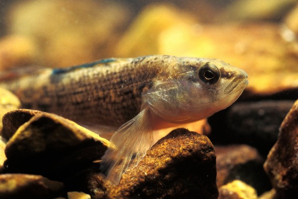 orangethroat darter
