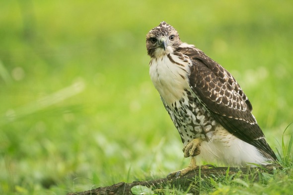 red-tailed hawk
