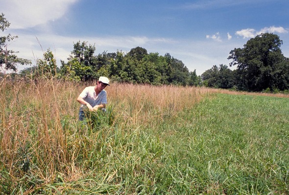 person in grassland 