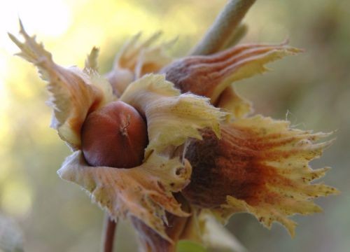 ripe hazelnuts 