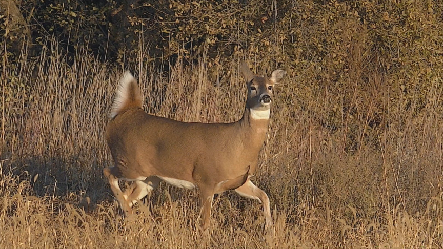 female deer in field