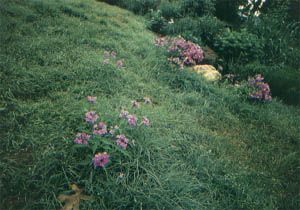 image of Buffalo grass