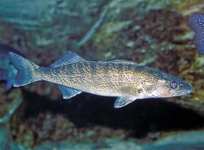walleye