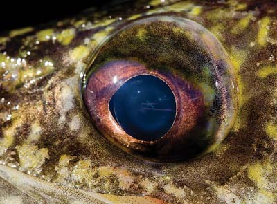 close up walleye