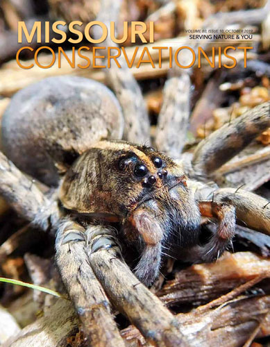 spider
