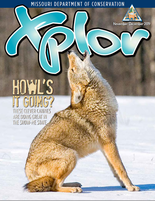 coyote