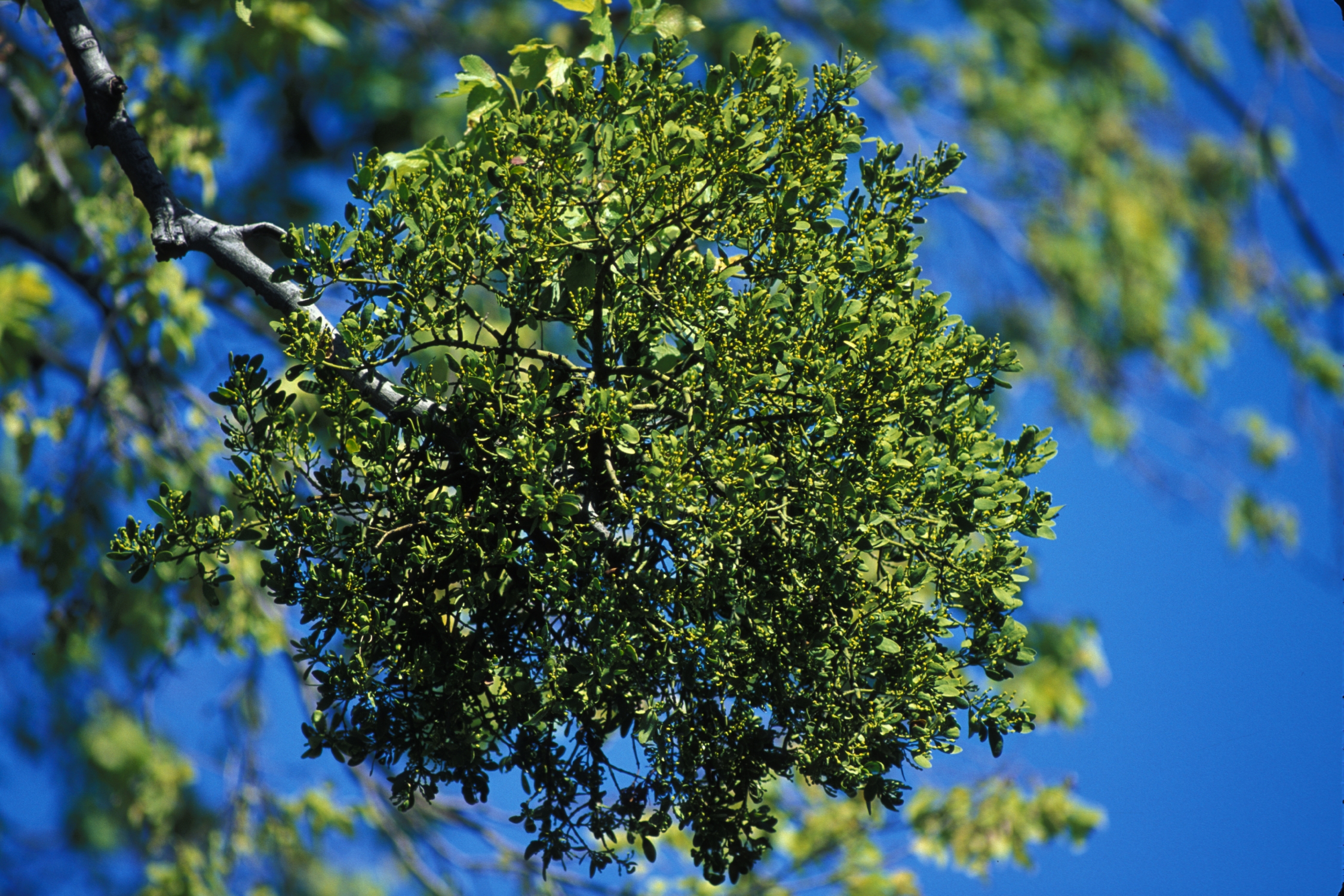 Mistletoe