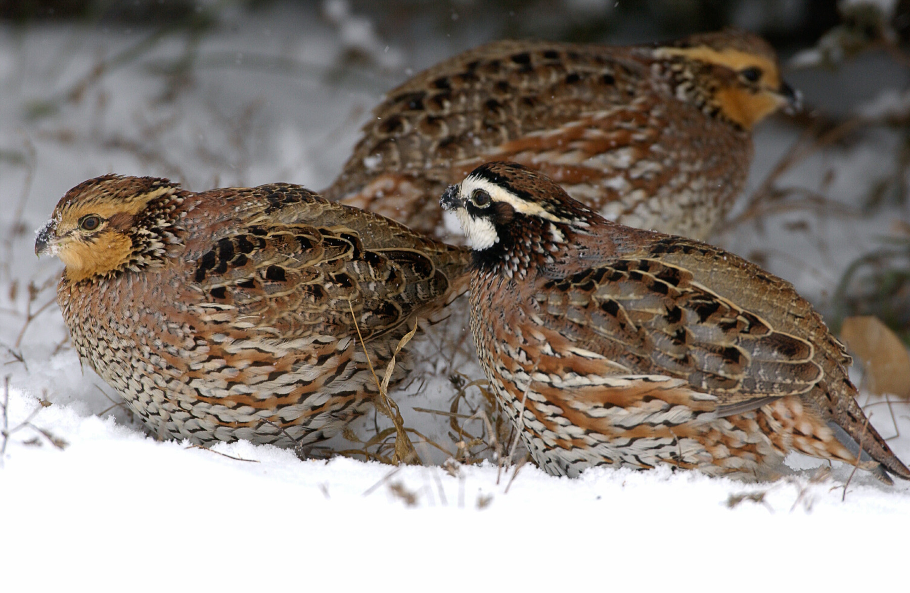 Bobwhite Quail in Snow