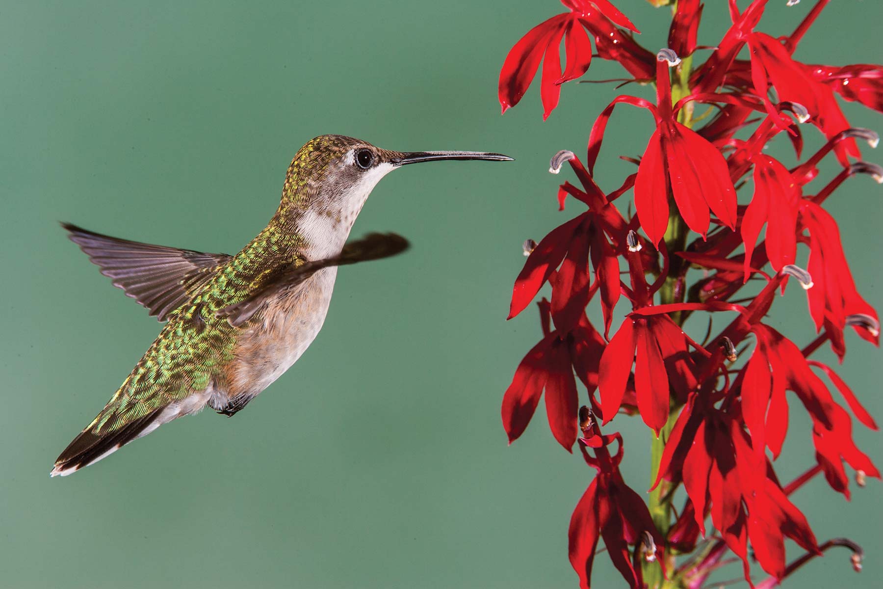 Ruby-Throated Hummingbirds