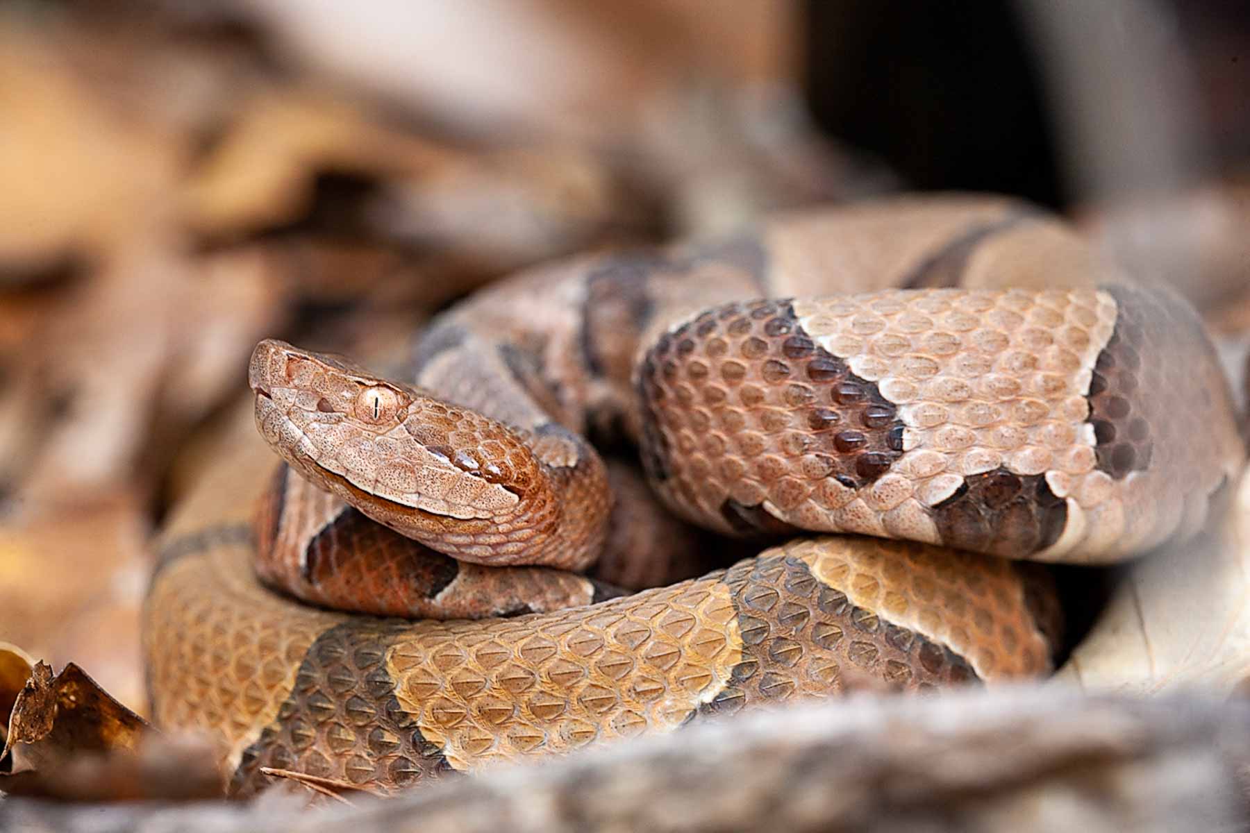 Copperhead