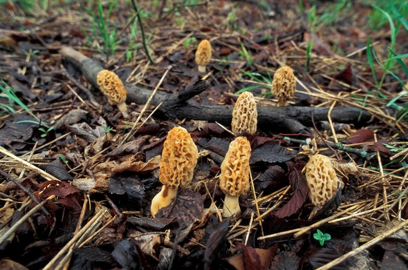 A group of morels