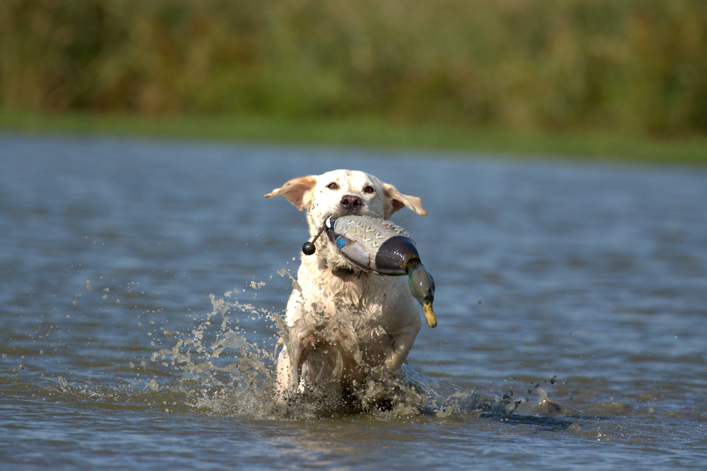 Dog training