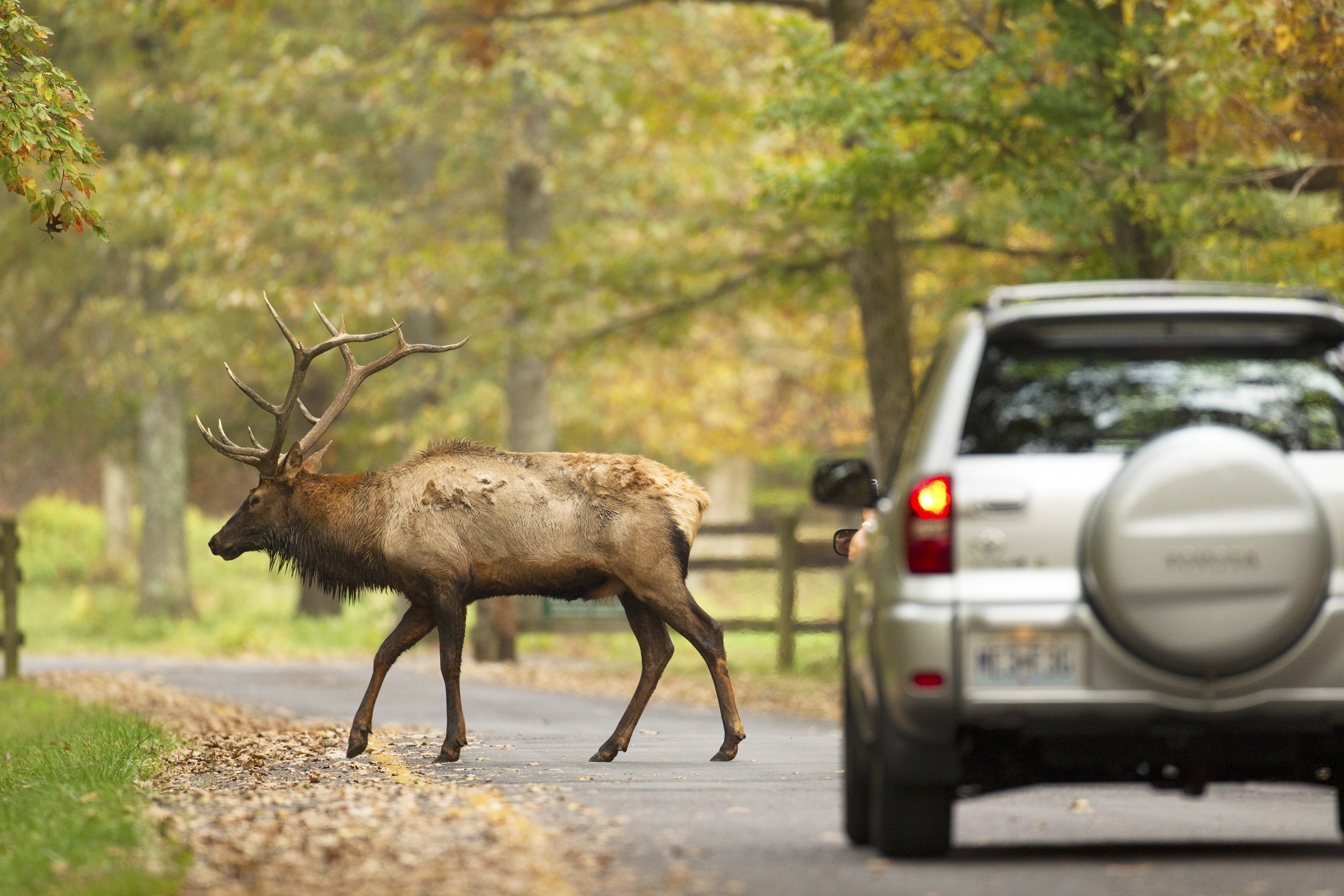Elk