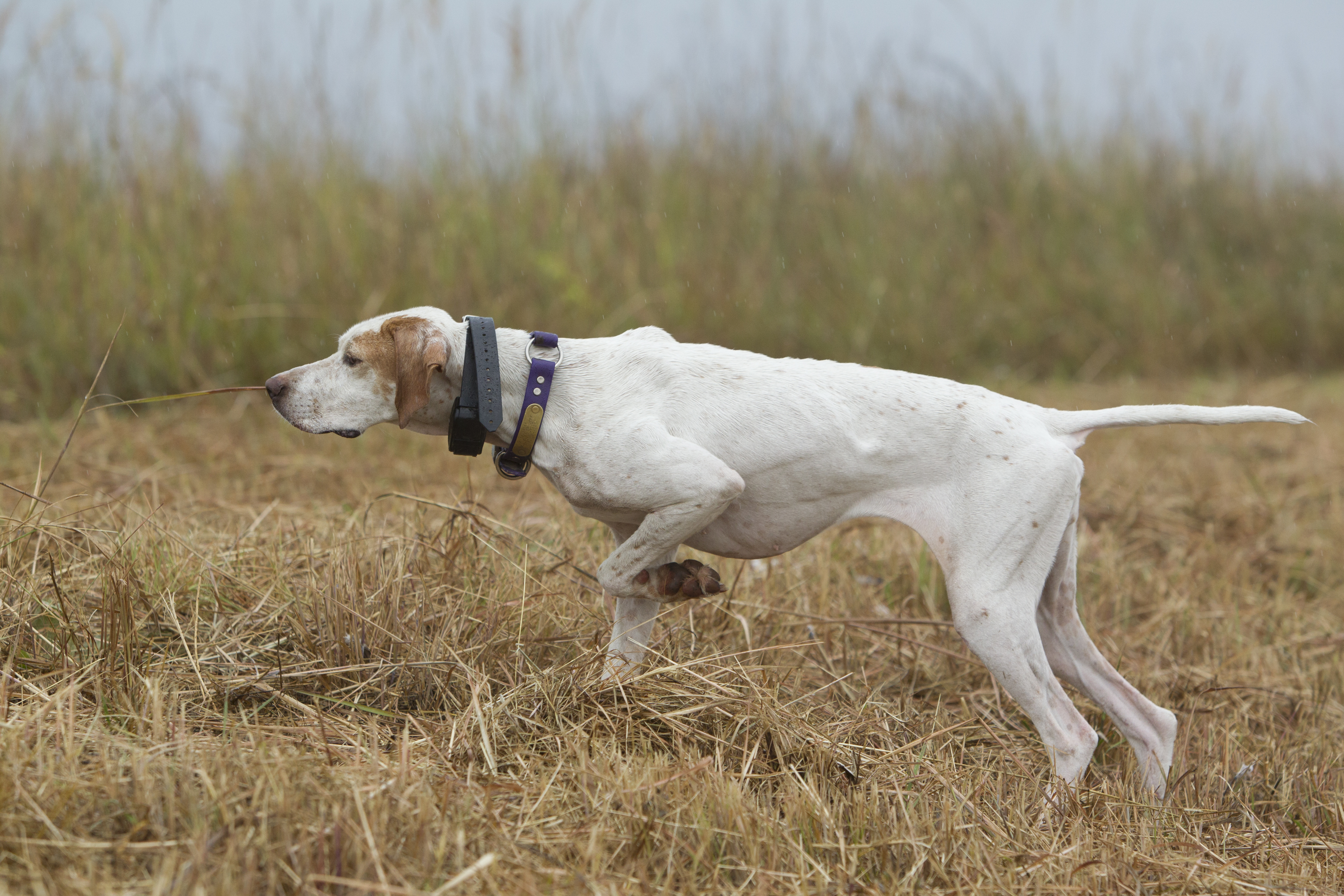 Dog pointing