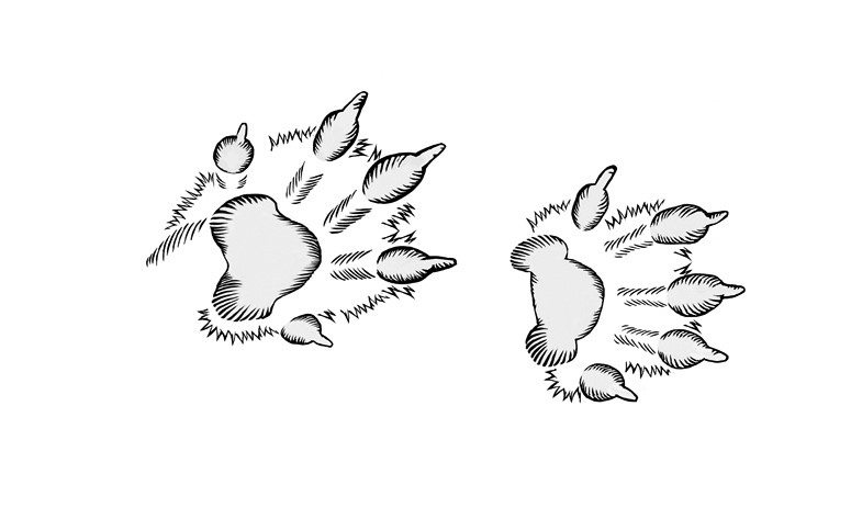 Illustration of American mink tracks