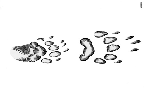 Illustration of American badger tracks