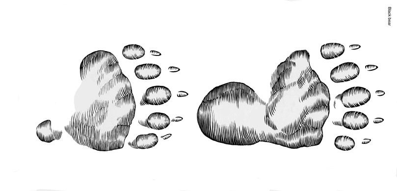 Illustration of American black bear tracks