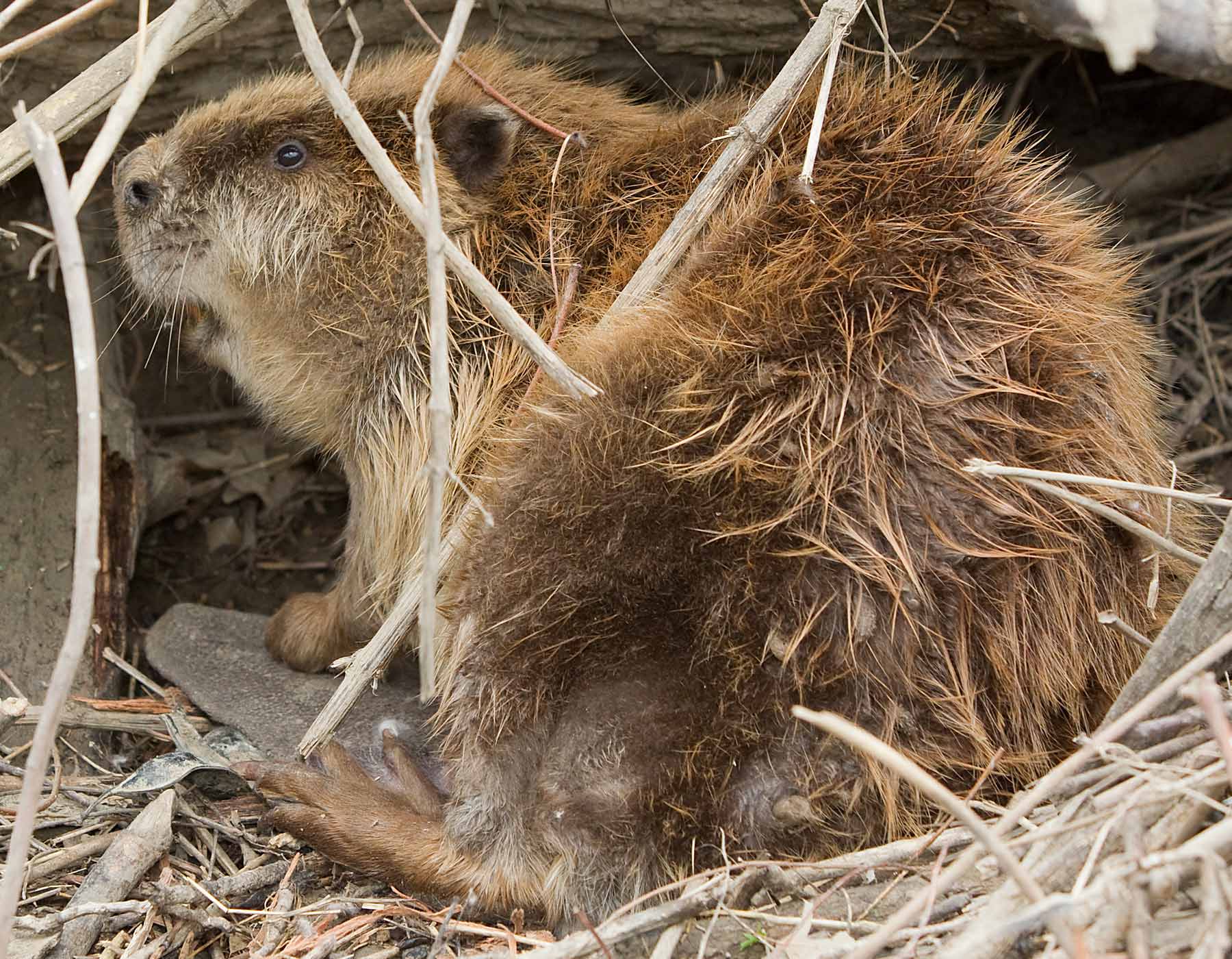 Photo of a beaver crouched on land