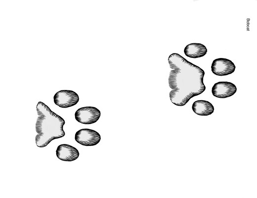 Illustration of bobcat tracks