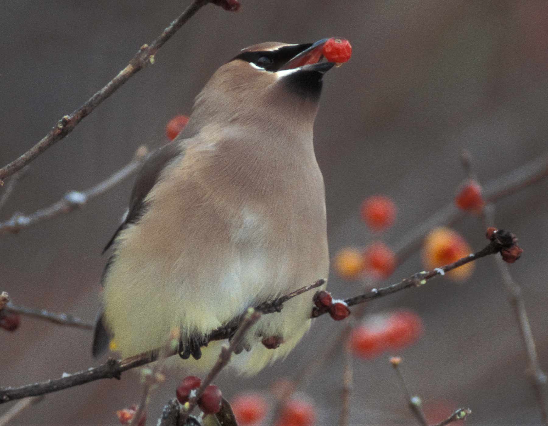 Photo of a cedar waxwing eating a berry.