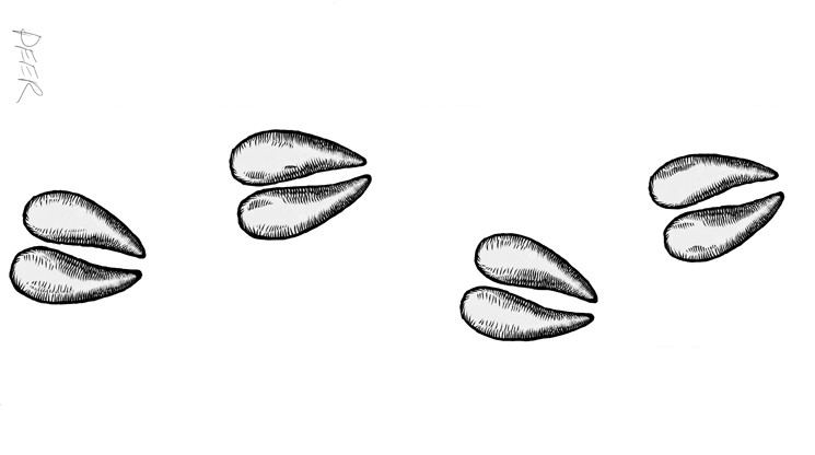 Illustration of deer tracks