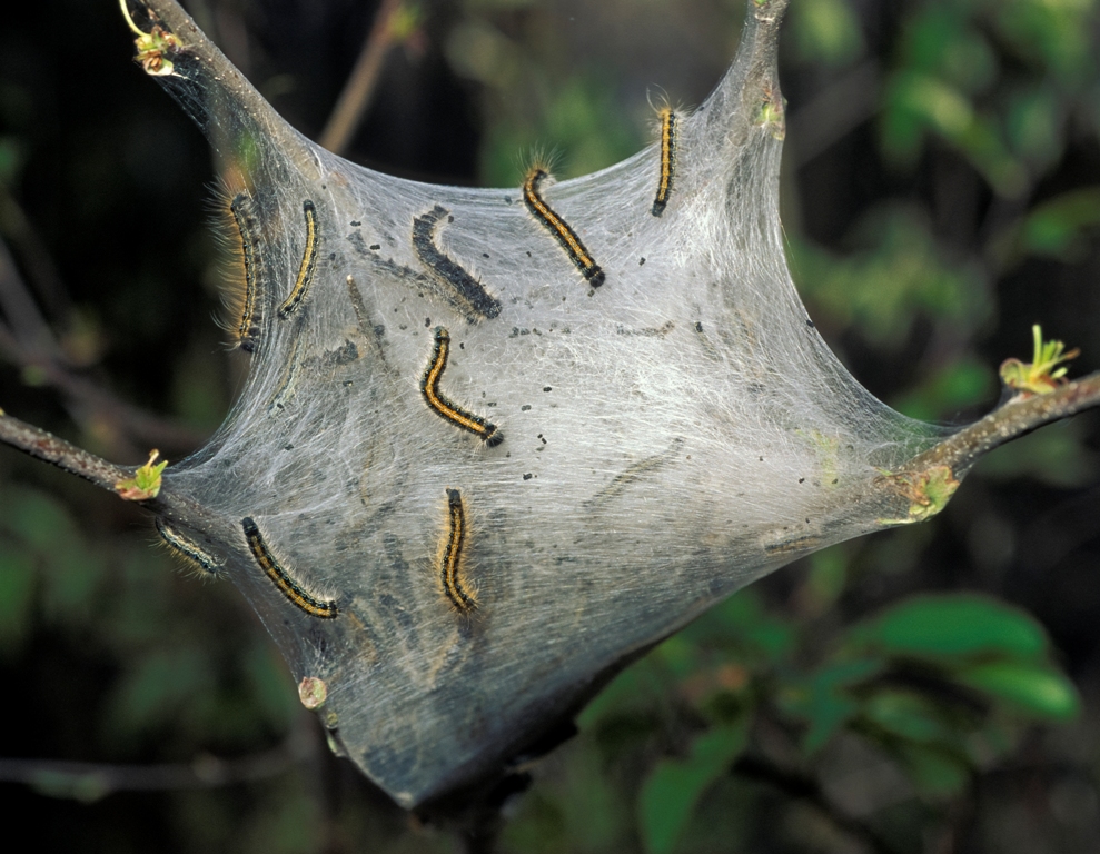 Photo of eastern tent caterpillar tent with caterpillars