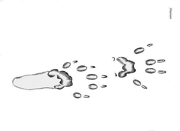 Illustration of eastern chipmunk tracks
