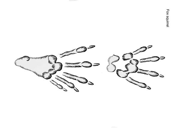 Illustration of eastern fox squirrel tracks