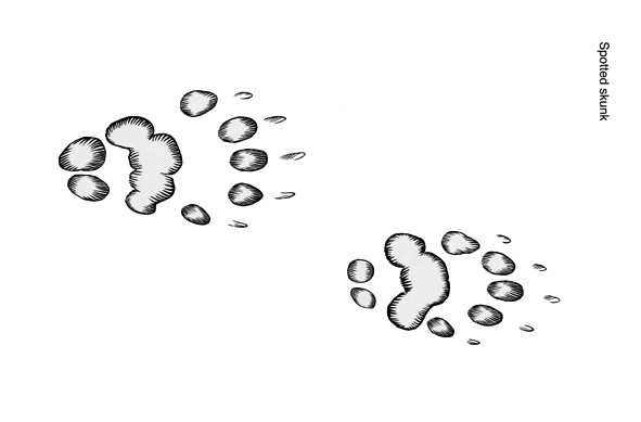 Illustration of eastern spotted skunk tracks