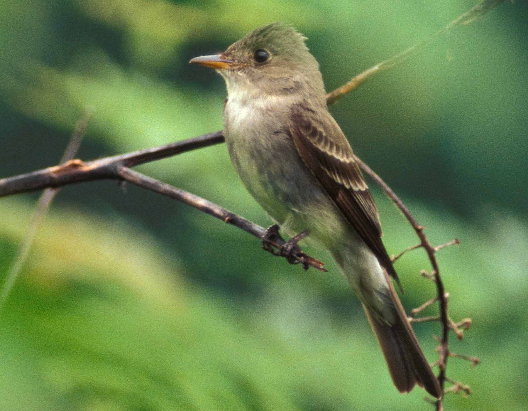 Eastern Wood Pewee