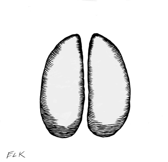 Illustration of a single elk track