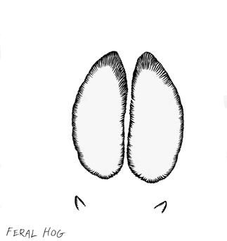 Illustration of a single feral hog track