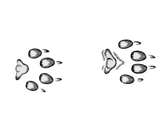 Illustration of a single gray fox track