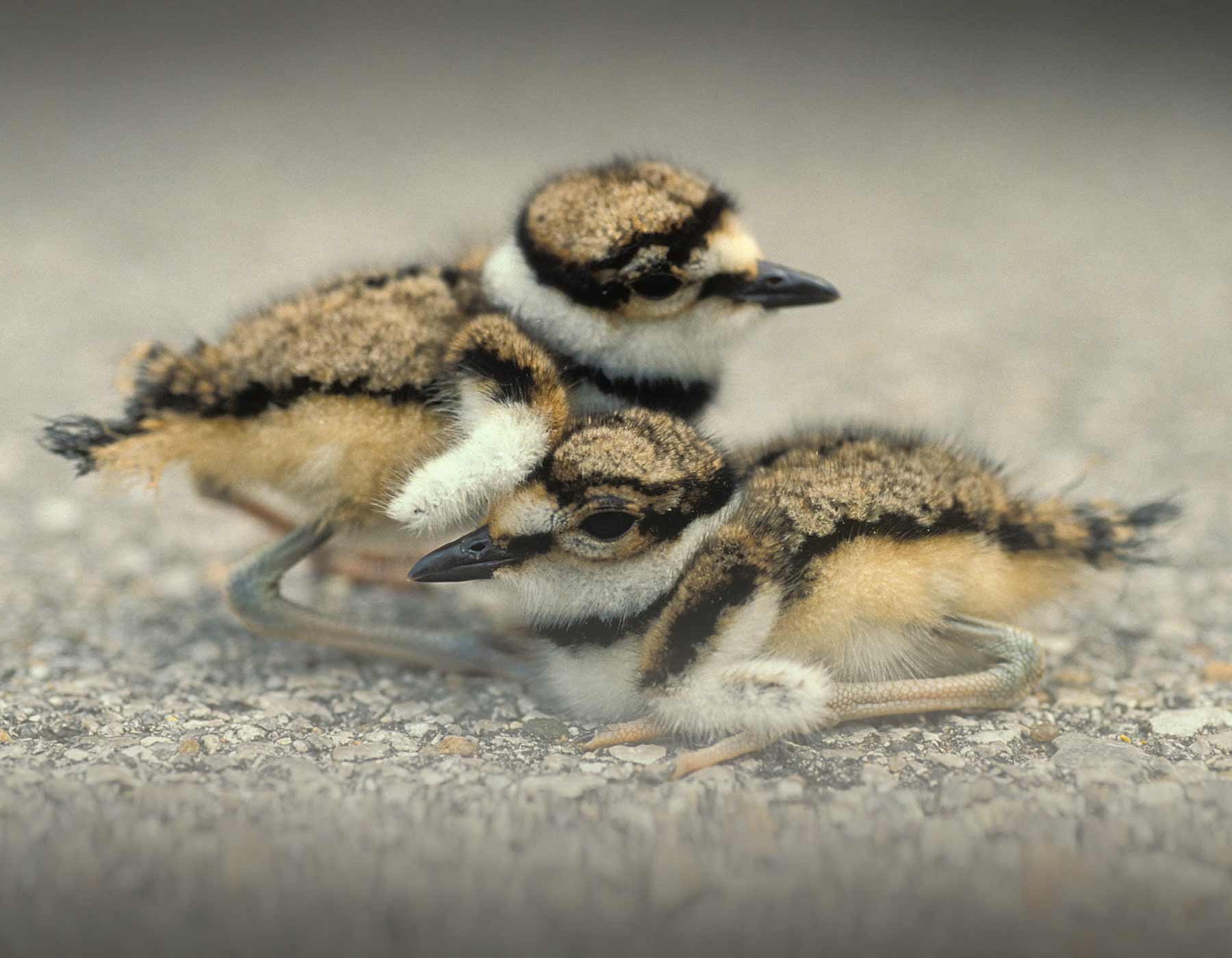 Photo of two killdeer chicks.
