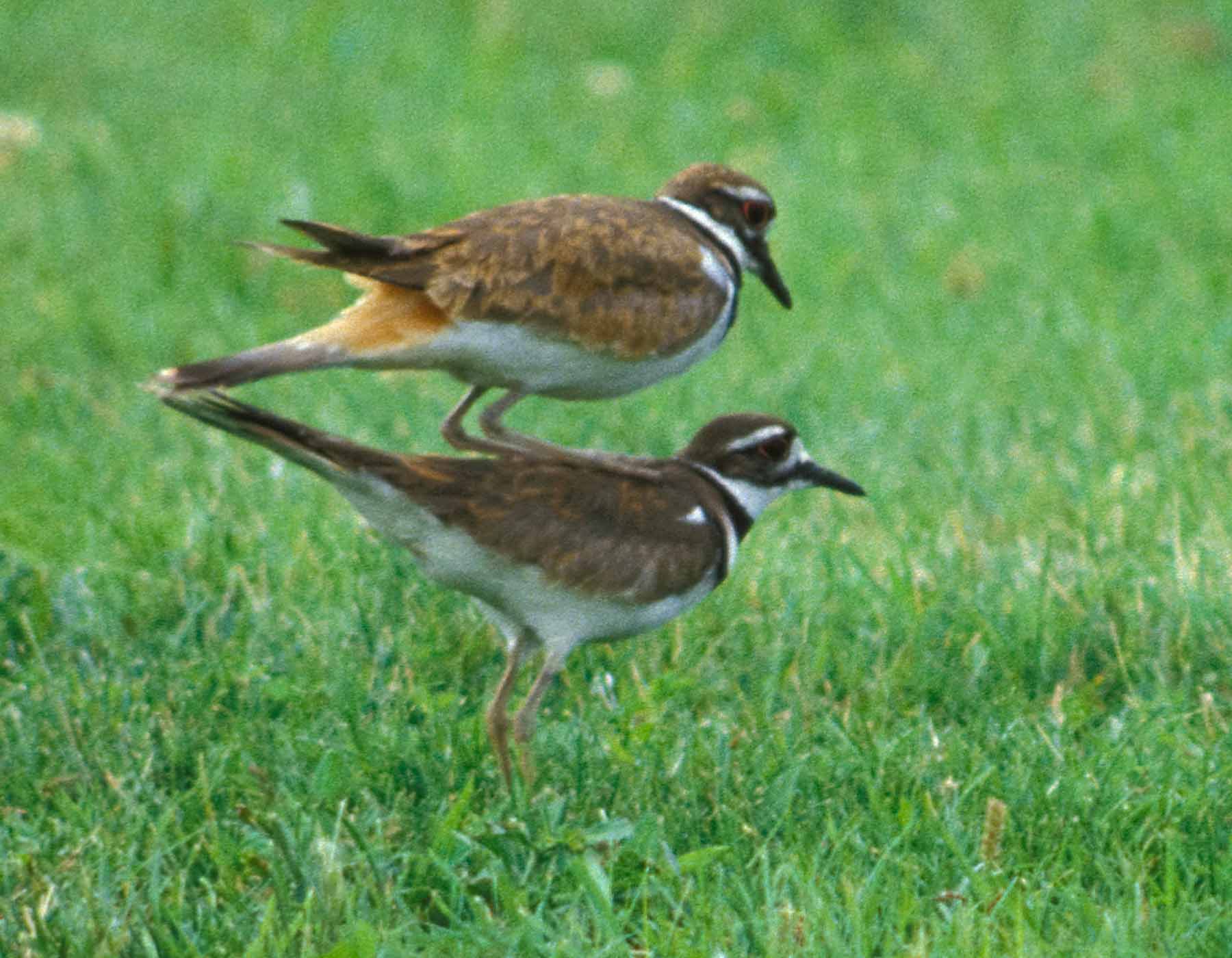 Photo of a pair of killdeer mating.