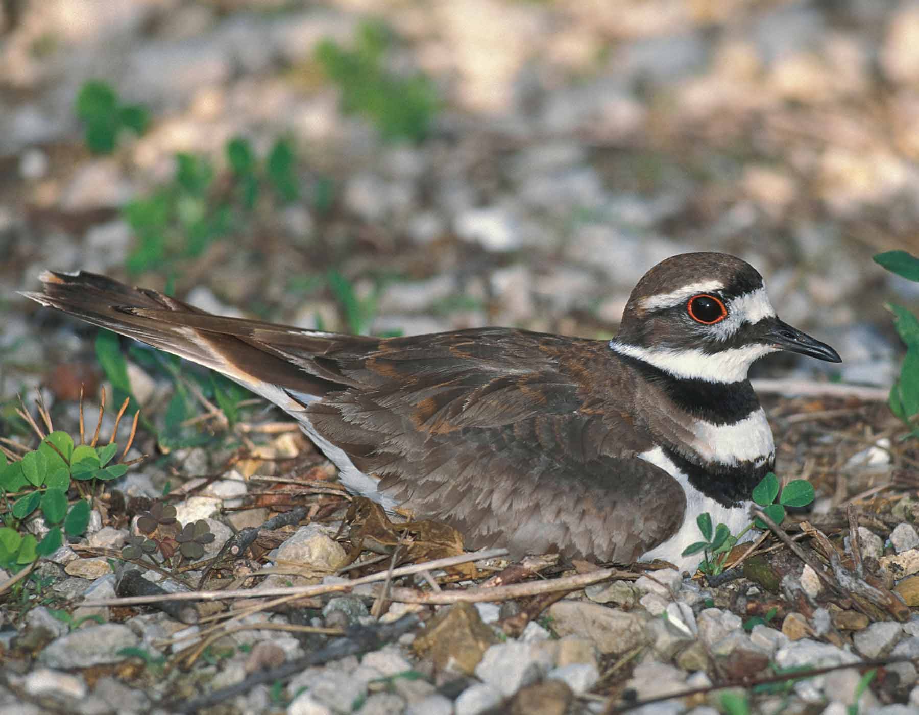 Photo of a killdeer on its nest.