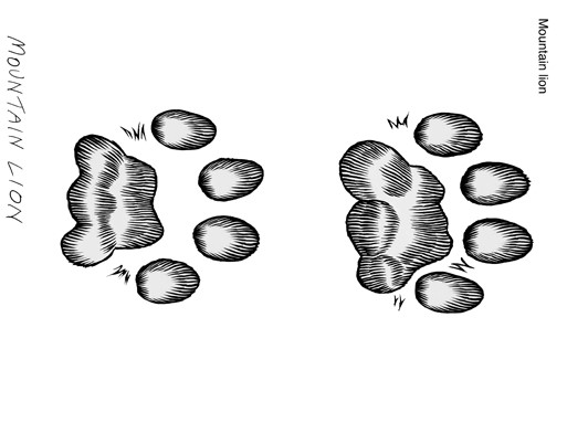 Illustration of mountain lion tracks