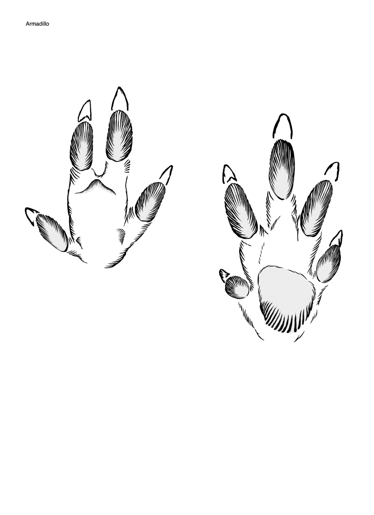 Illustration of nine-banded armadillo tracks