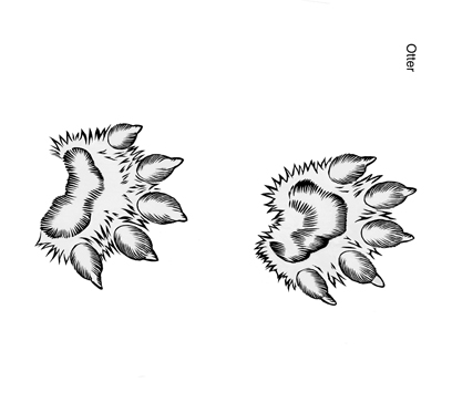 Illustration of North American river otter tracks