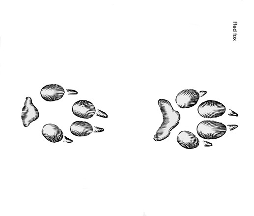 Illustration of red fox tracks
