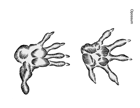 Illustration of Virginia opossum tracks