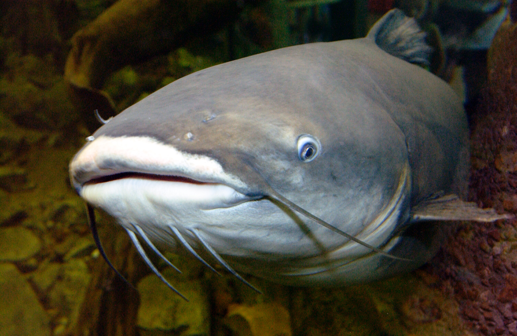 Blue catfish