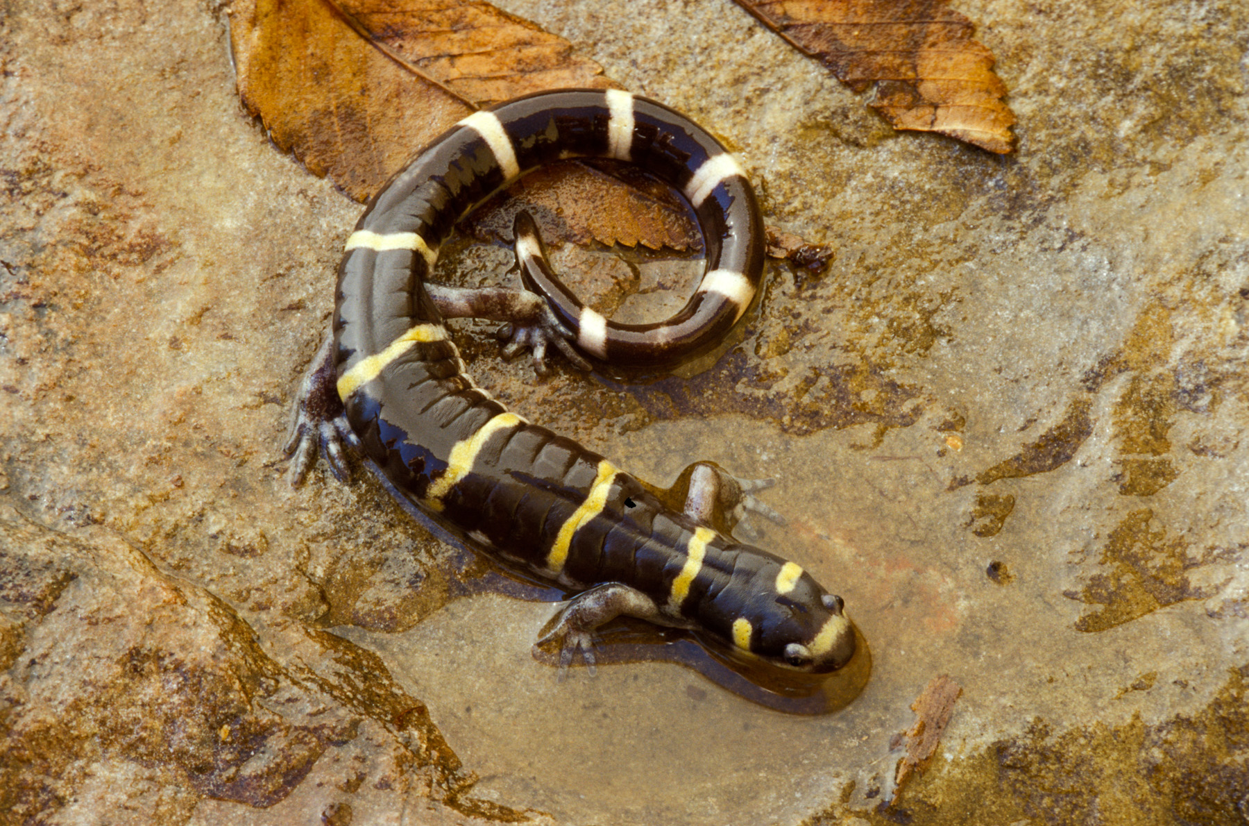 Image of a ringed salamander