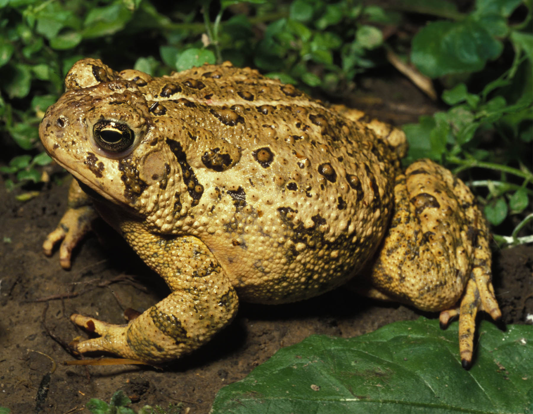 Image of an american toad