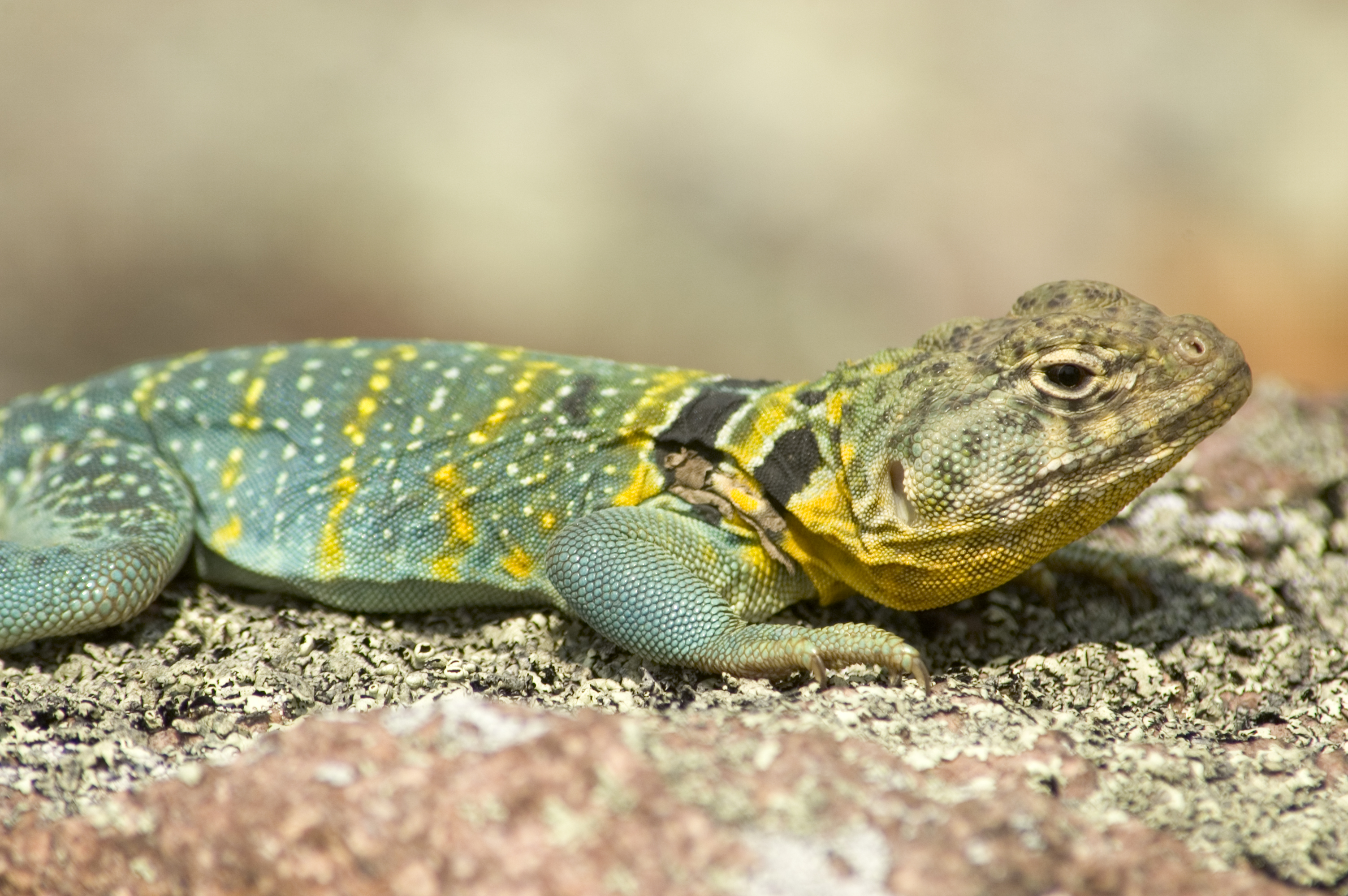 image of Eastern Collared Lizard