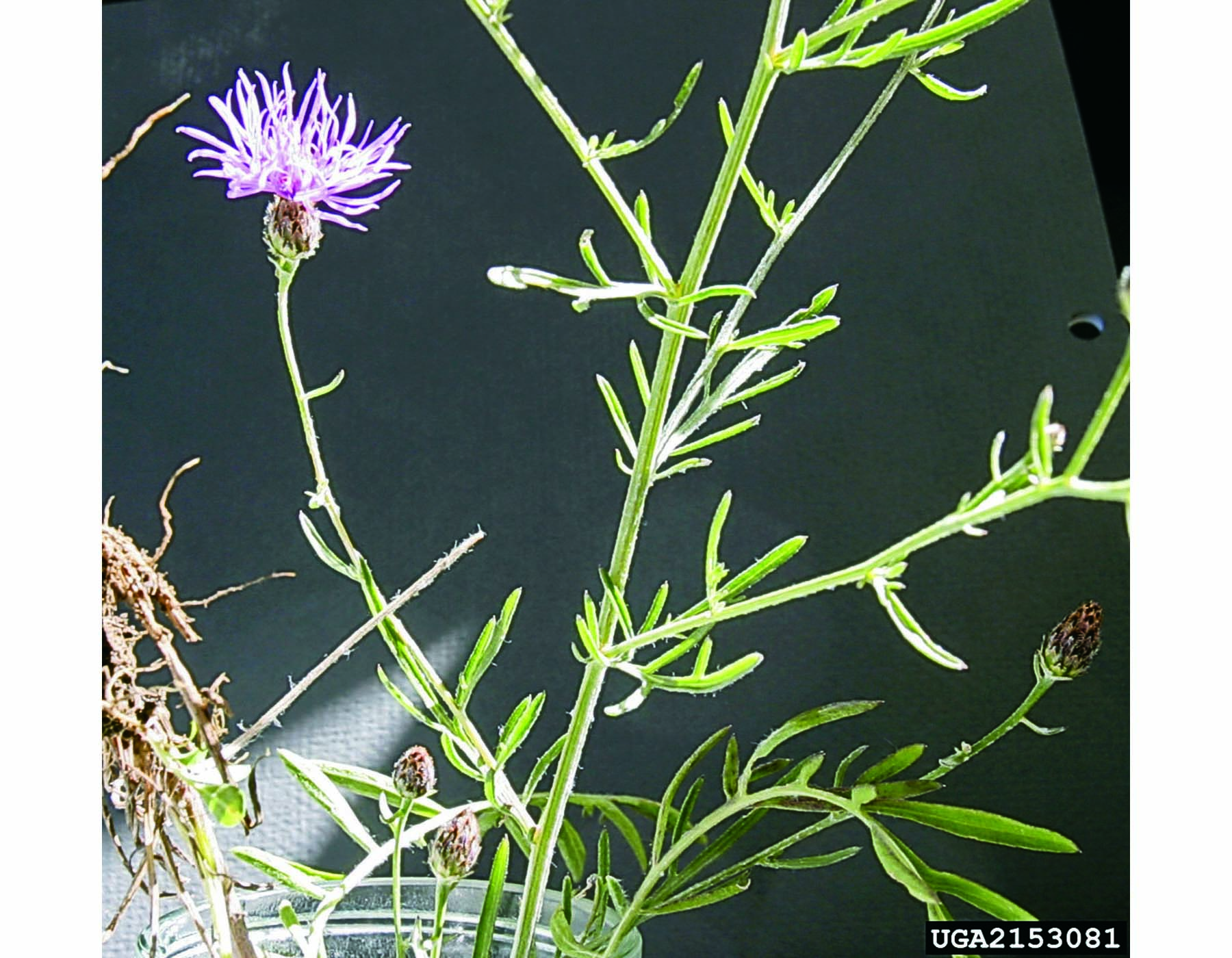 Spotted knapweed plant showing foliage and growth habit